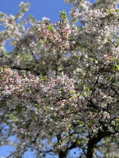 Elmwood Central Park - Detroit,