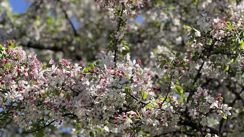 Elmwood Central Park - Detroit,