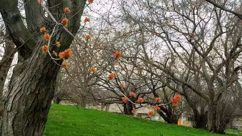 Elmwood Central Park - Detroit,