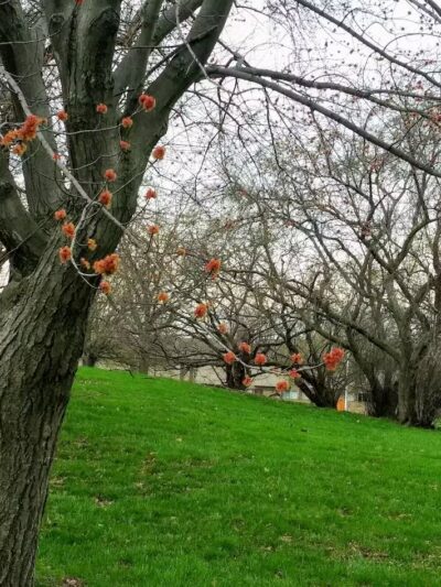 Elmwood Central Park - Detroit,