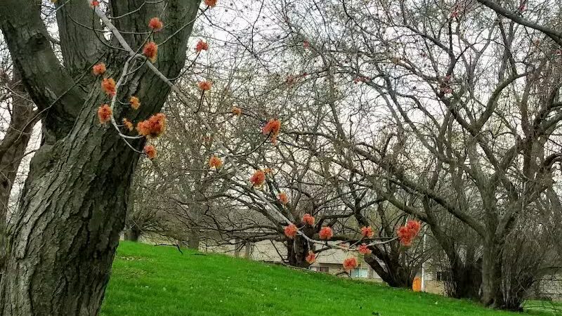 Elmwood Central Park - Detroit,