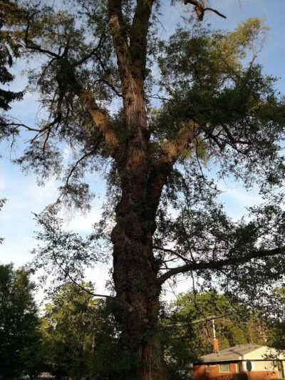 Fargo-Fenton Playground - Detroit,