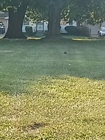 Farwell Park - Detroit,