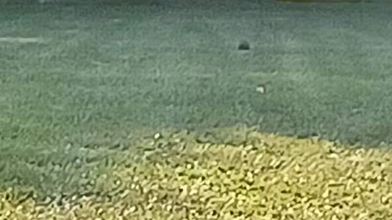 Farwell Park - Detroit,