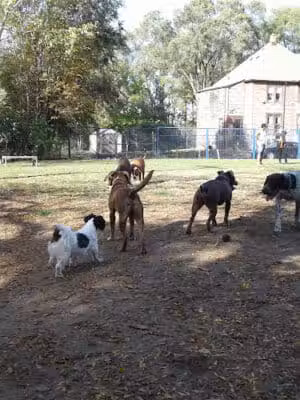 Detroit Dog Park - Detroit,