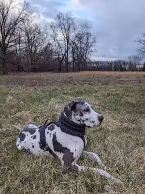 Eliza Howell Park - Detroit,