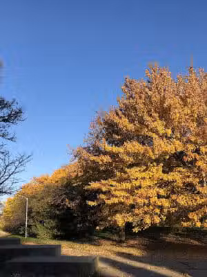 Elmwood Central Park - Detroit,