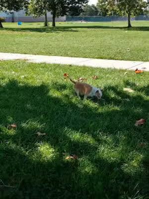 Farwell Park - Detroit,