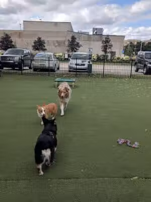 Midtown Dog Park - Detroit,