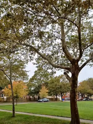 Pallister Park - Detroit,