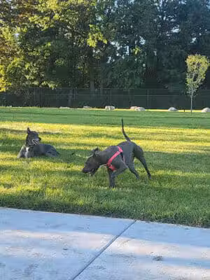 Palmer Dog Park - Detroit, MI