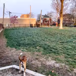 Rose Dog Park - Detroit,