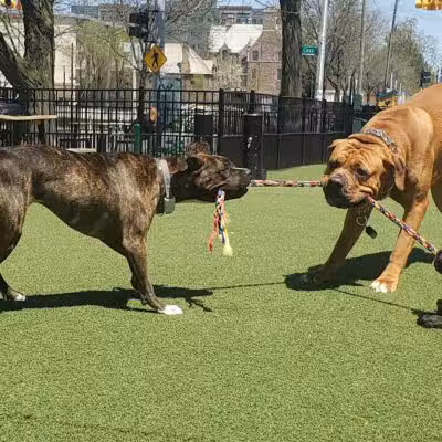 Midtown Dog Park - Detroit,
