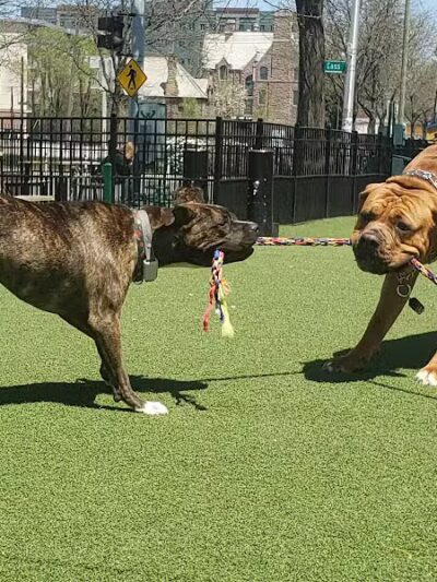 Midtown Dog Park - Detroit,