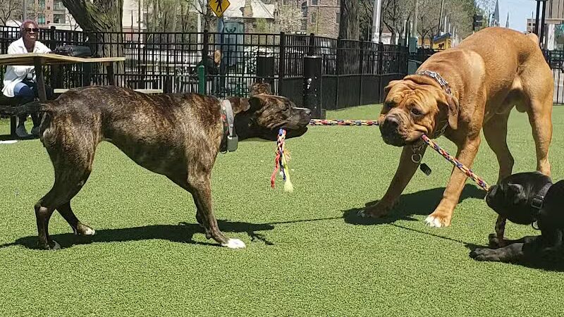 Midtown Dog Park - Detroit,