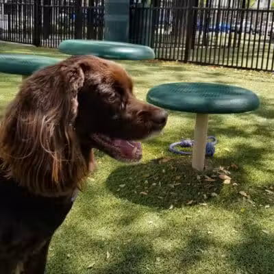 Midtown Dog Park - Detroit,