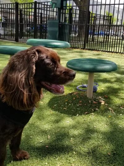 Midtown Dog Park - Detroit,