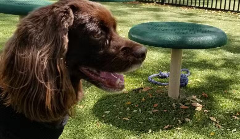 Midtown Dog Park - Detroit,