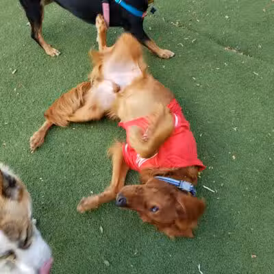 Midtown Dog Park - Detroit,