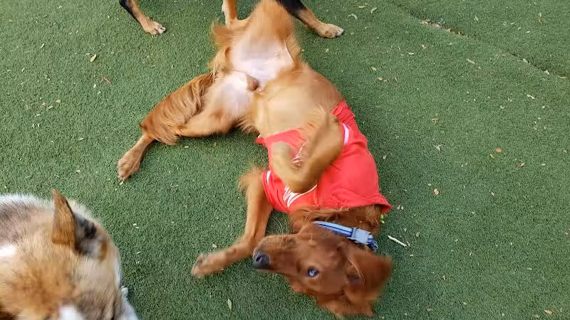 Midtown Dog Park - Detroit,