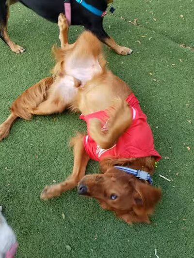 Midtown Dog Park - Detroit,