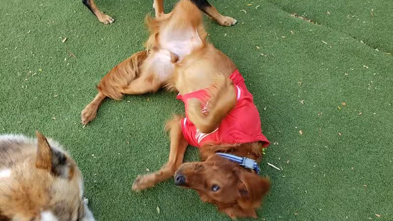 Midtown Dog Park - Detroit,