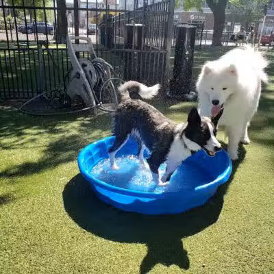Midtown Dog Park - Detroit,