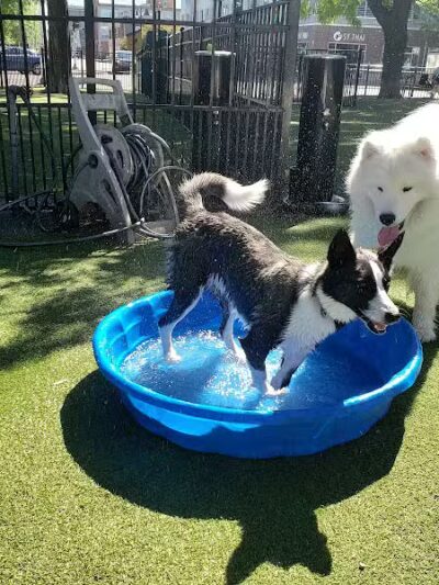 Midtown Dog Park - Detroit,