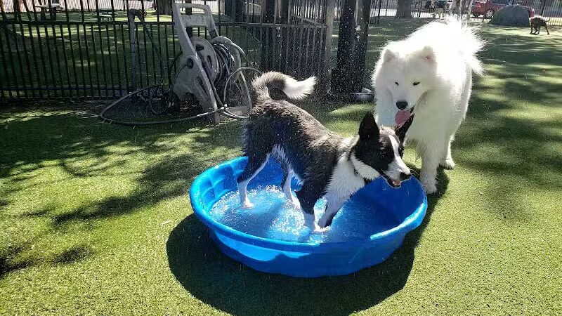 Midtown Dog Park - Detroit,