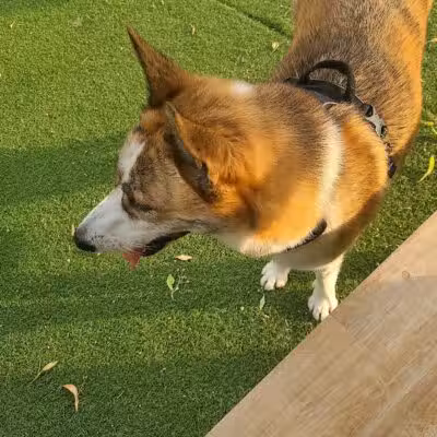 Midtown Dog Park - Detroit,