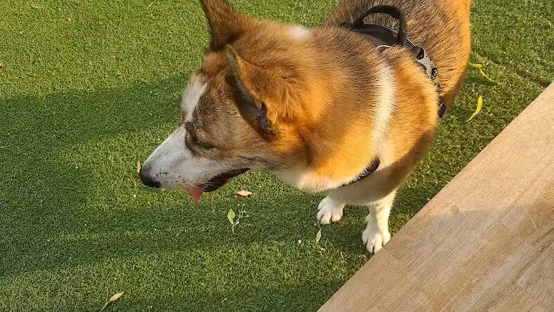 Midtown Dog Park - Detroit,