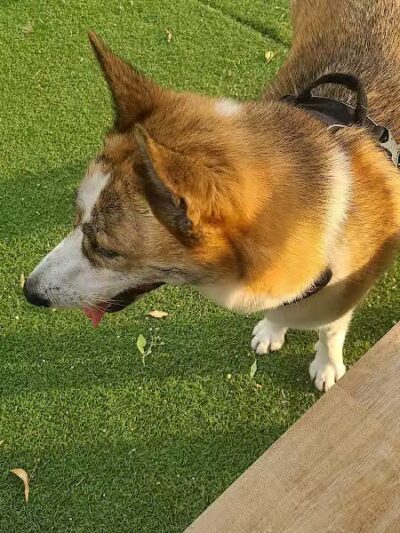 Midtown Dog Park - Detroit,