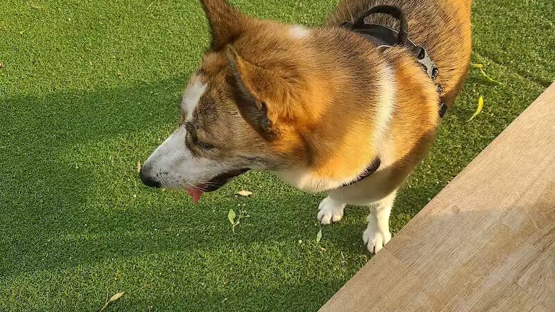 Midtown Dog Park - Detroit,