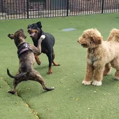 Midtown Dog Park - Detroit,