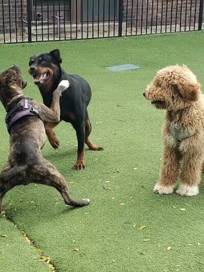 Midtown Dog Park - Detroit,