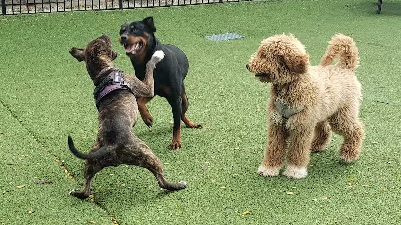 Midtown Dog Park - Detroit,