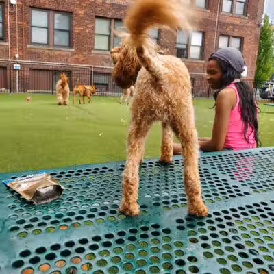 Midtown Dog Park - Detroit,