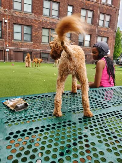 Midtown Dog Park - Detroit,