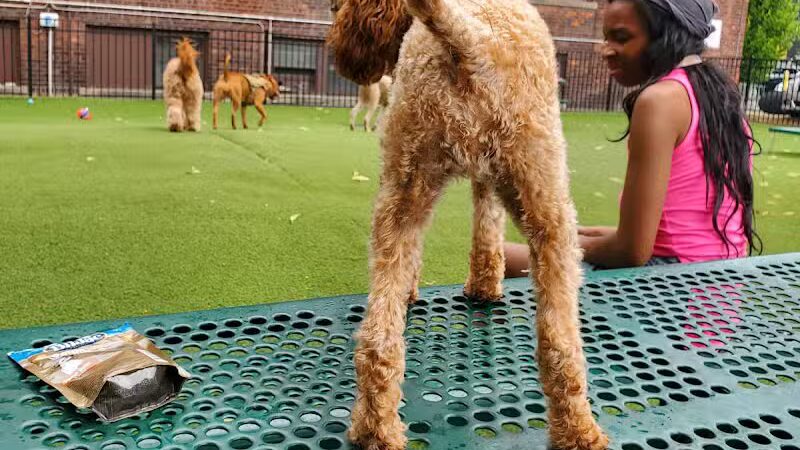 Midtown Dog Park - Detroit,