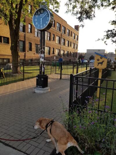 Midtown Dog Park - Detroit,