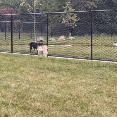 Palmer Dog Park - Detroit, MI