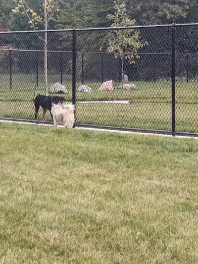 Palmer Dog Park - Detroit, MI