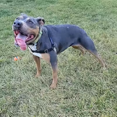 Palmer Dog Park - Detroit, MI