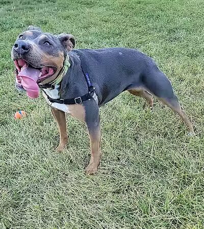 Palmer Dog Park - Detroit, MI