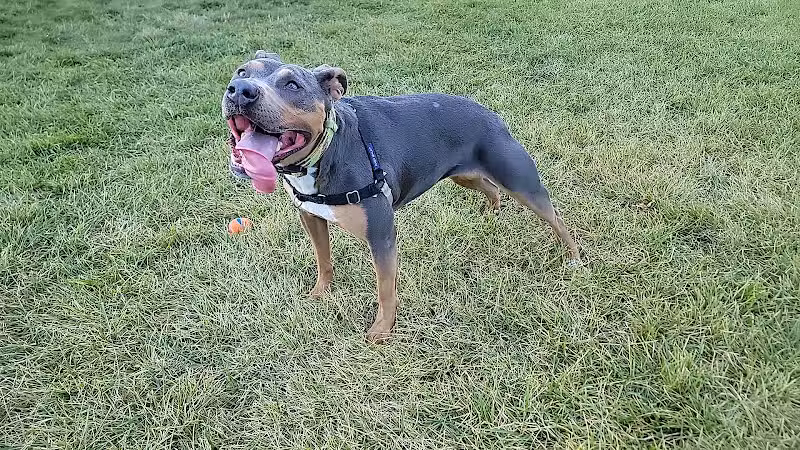 Palmer Dog Park - Detroit, MI