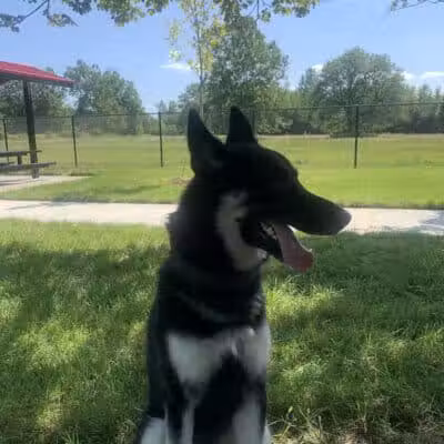 Palmer Dog Park - Detroit, MI