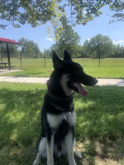 Palmer Dog Park - Detroit, MI
