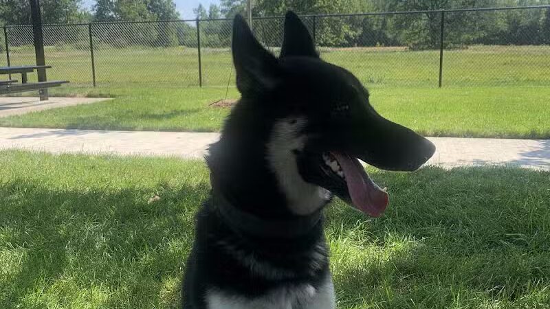 Palmer Dog Park - Detroit, MI