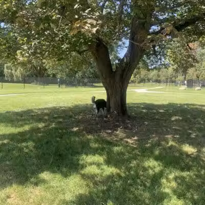 Palmer Dog Park - Detroit, MI
