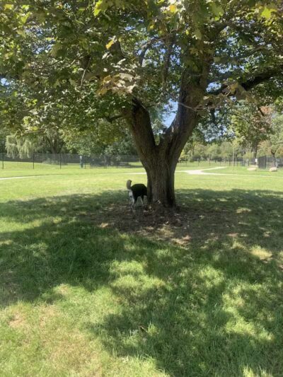 Palmer Dog Park - Detroit, MI